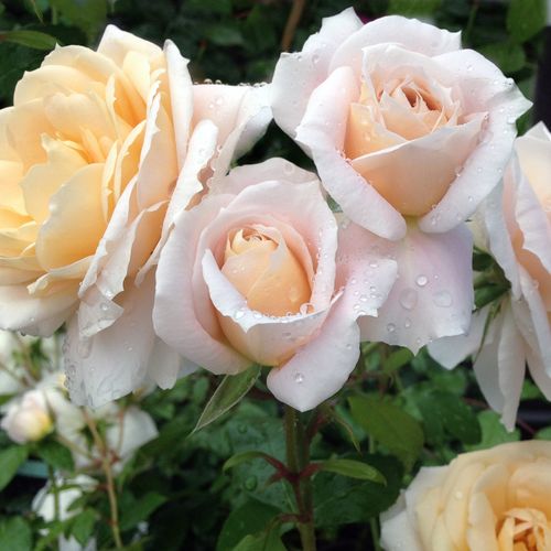 Gärtnerei - Rosa Lions-Rose® - weiß - floribundarosen - diskret duftend - Tim Hermann Kordes - -
